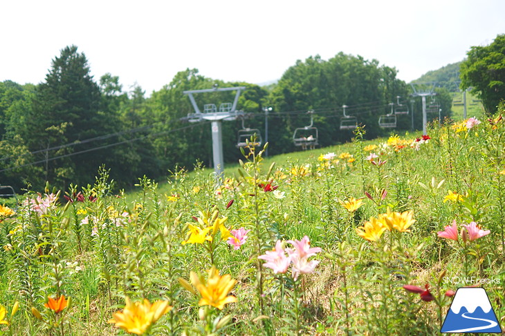 北海道最大級、213万輪のゆりの花！『オーンズ春香山ゆり園』